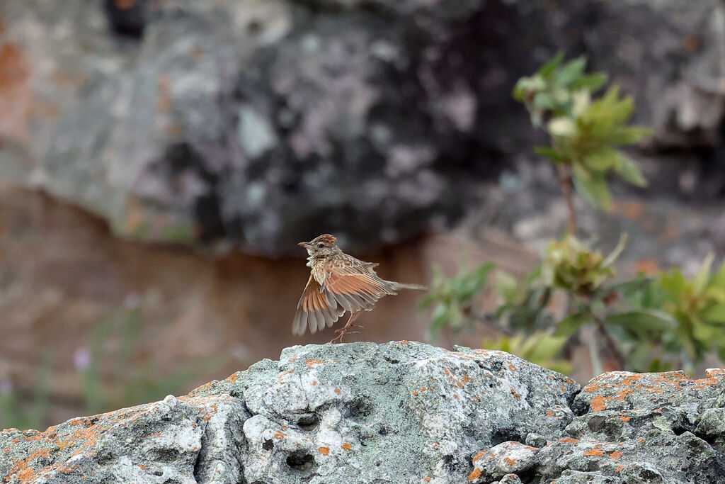 Alouette à nuque rousse