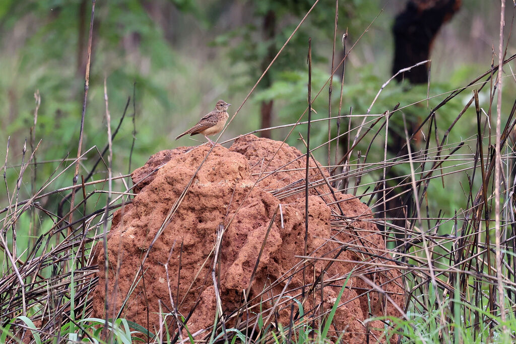 Alouette bourdonnanteadulte