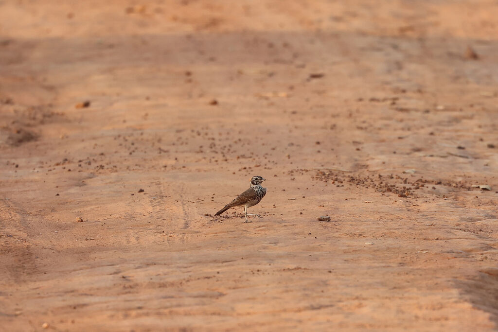 Alouette bruneadulte