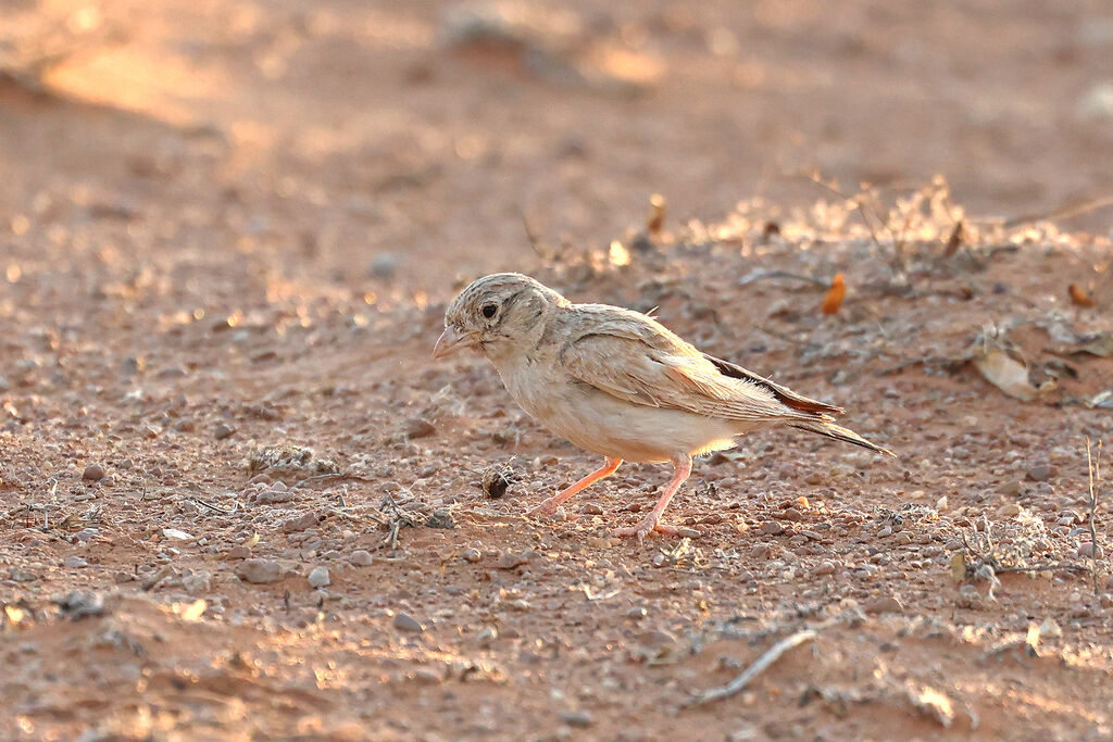 Alouette d'Arabieadulte