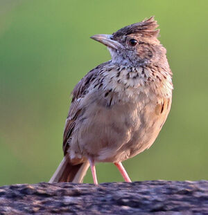 Alouette de l'Angola