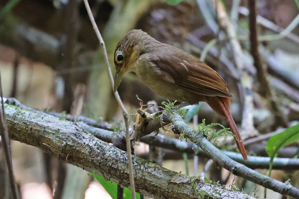 Chiriqui Foliage-gleaner
