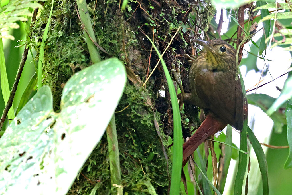 Anabate occidental - Anabate de Lawrence<br />