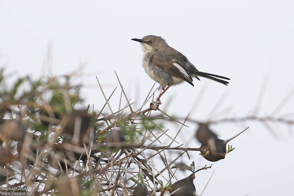 Apalis du Karamojaadulte, identification