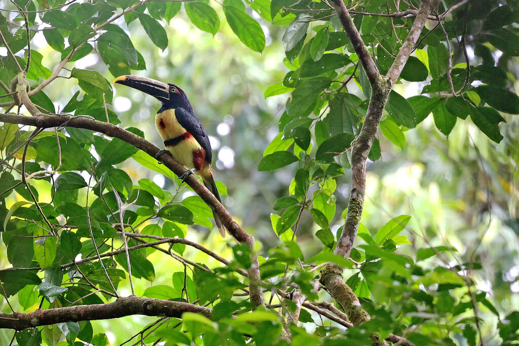 Araçari à bec maculéadulte