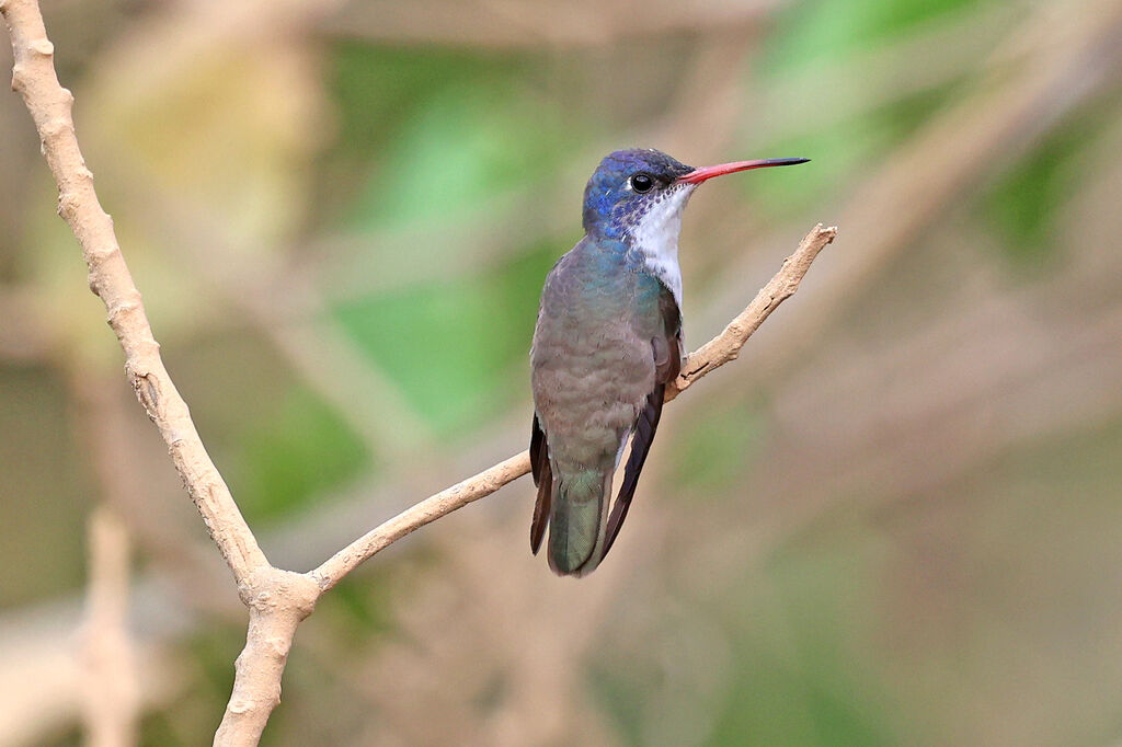 Violet-crowned Hummingbirdadult