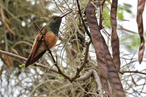 Ariane à ventre roux