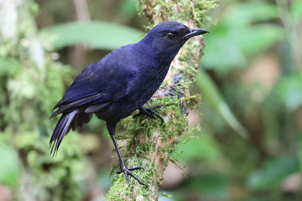 Arrenga bleuet