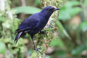 Arrenga bleuet
