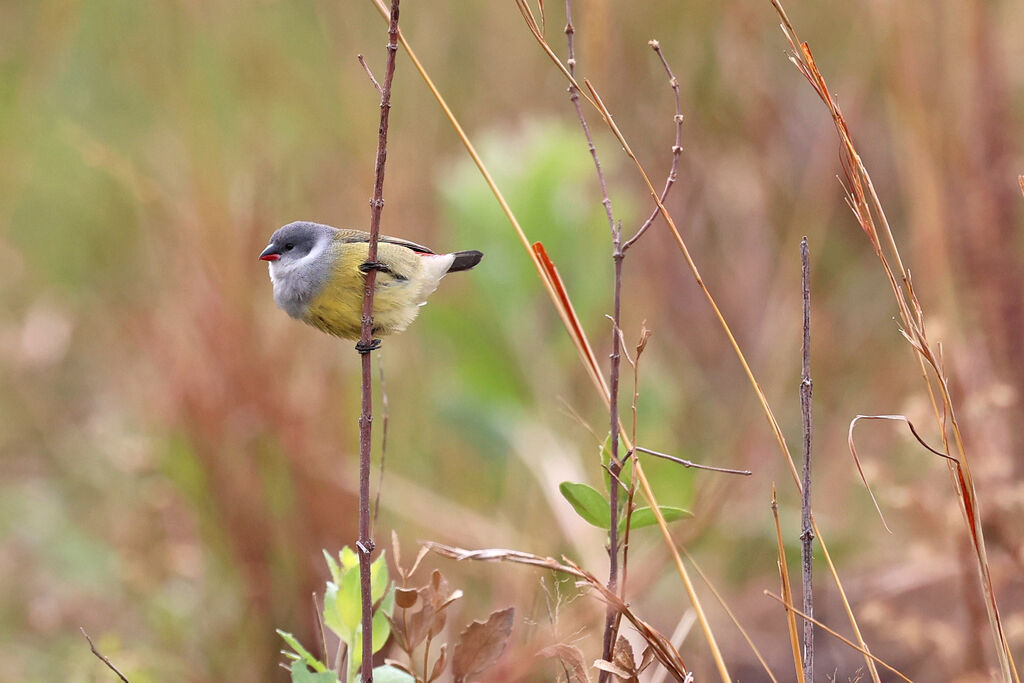 Astrild de Bocage femelle adulte