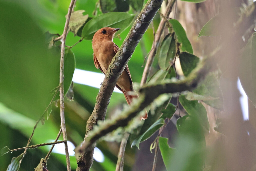 Aulia roux - Tyran plaintif<br />