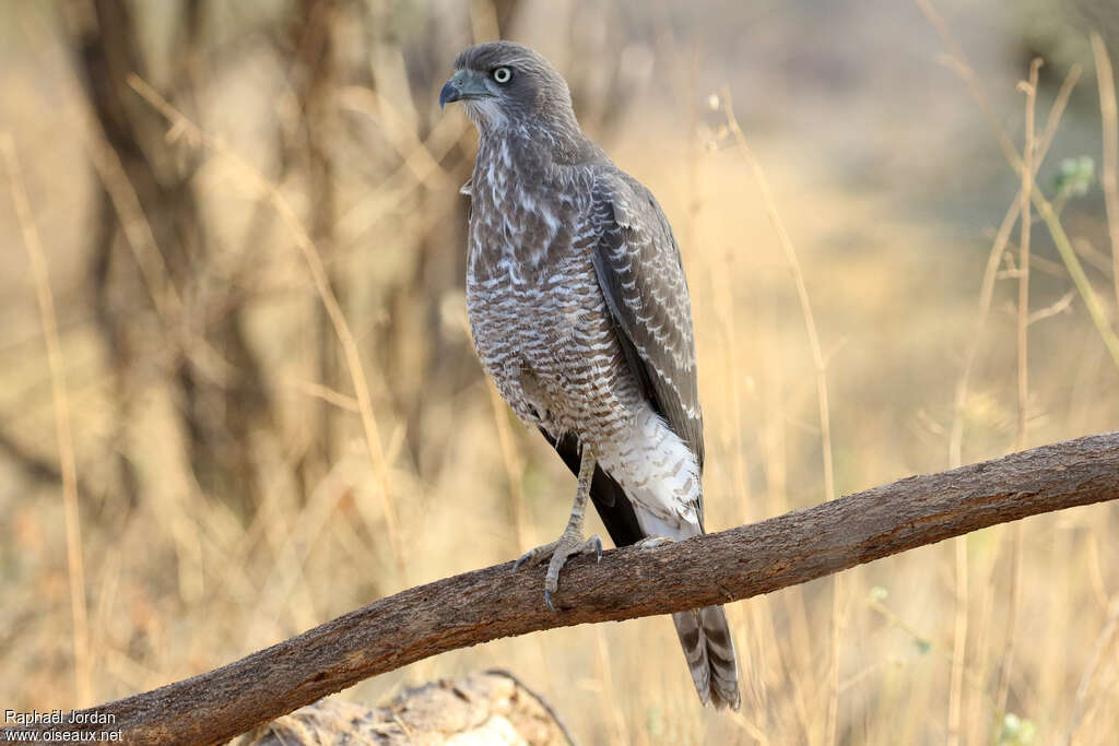Eastern Chanting Goshawkimmature, identification