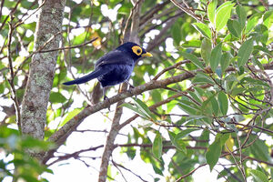 Basilorne de Mindanao