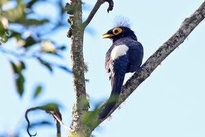 Basilorne de Mindanao
