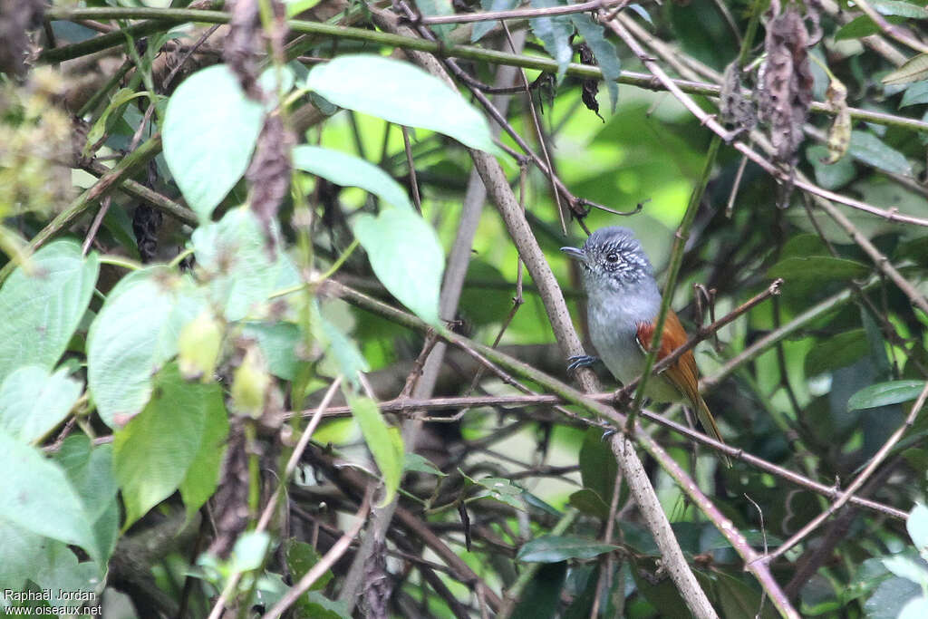 Batara à dos roux mâle adulte, identification
