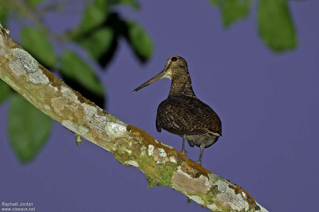 Bécasse de Java