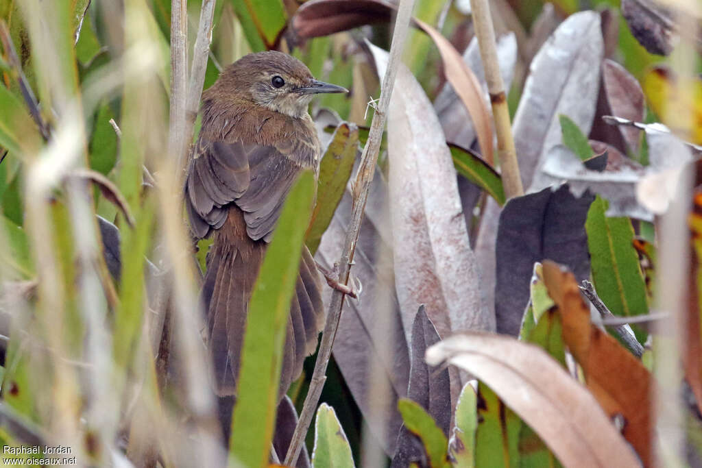 Bouscarle caqueteuseadulte, habitat, pigmentation