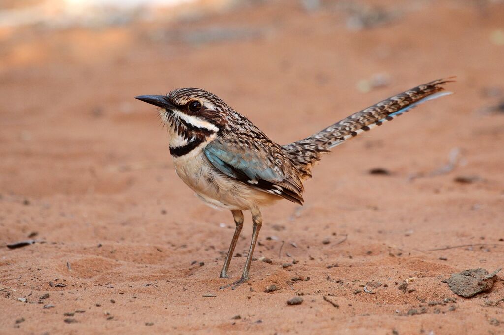 Brachyptérolle à longue queueadulte