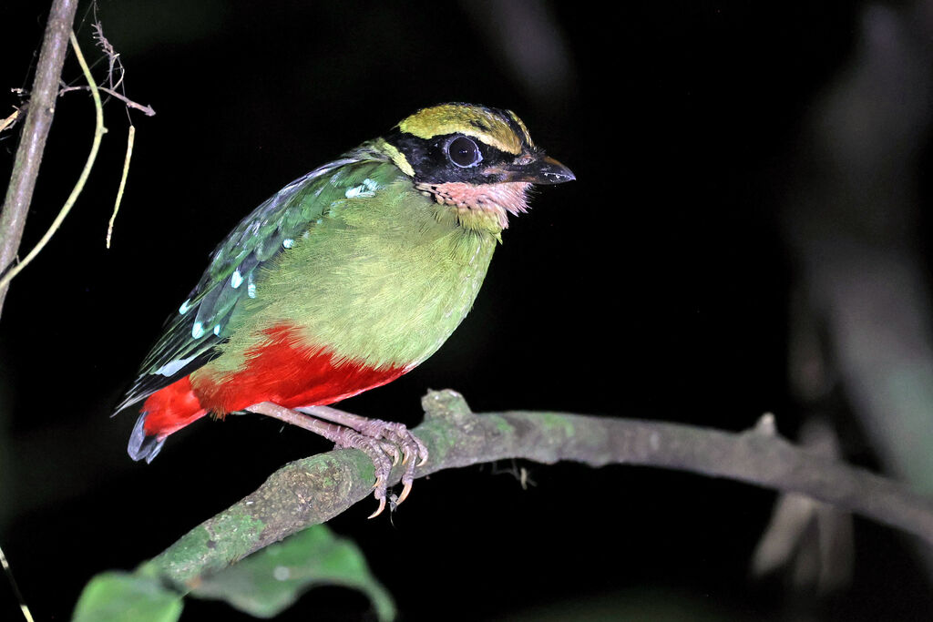 African Pitta