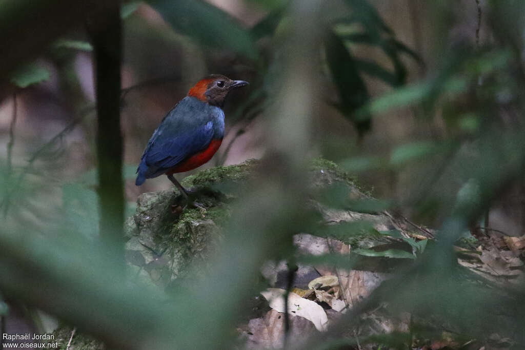 Papuan Pitta male adult