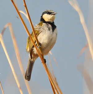 Bulbul à collier noir