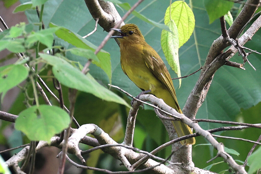 Bulbul d'Everettadulte