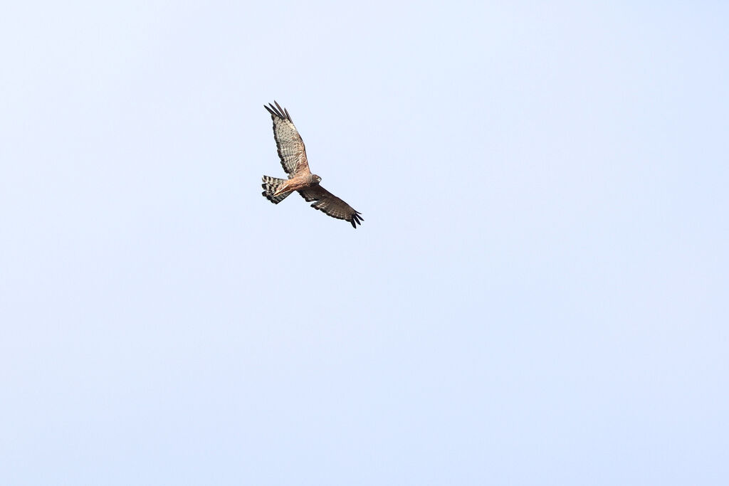 Spotted Harrieradult
