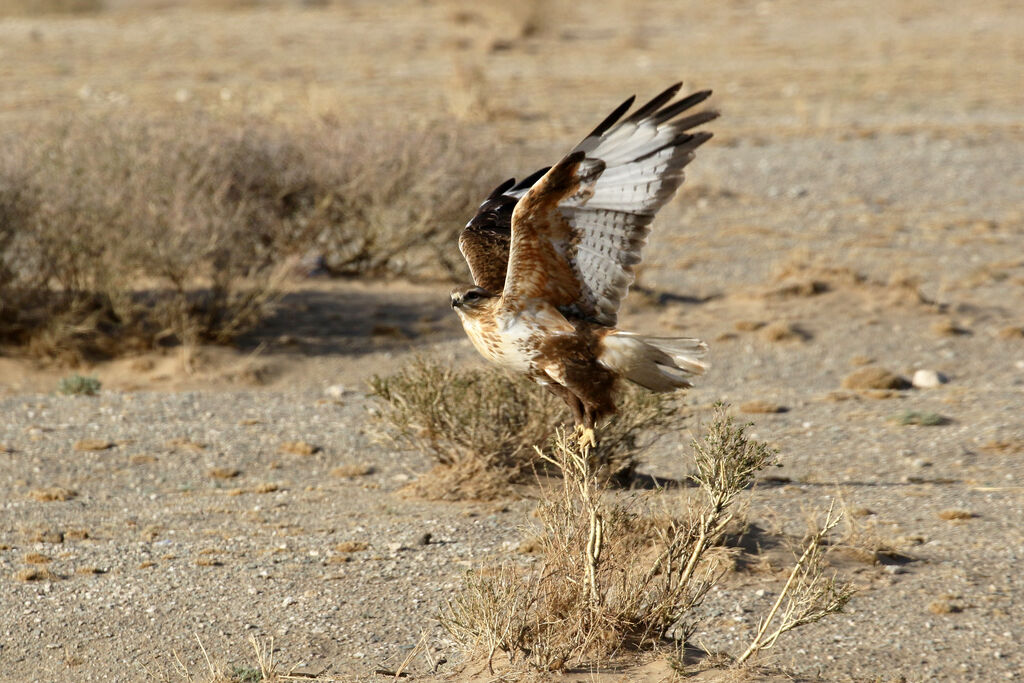 Upland Buzzard