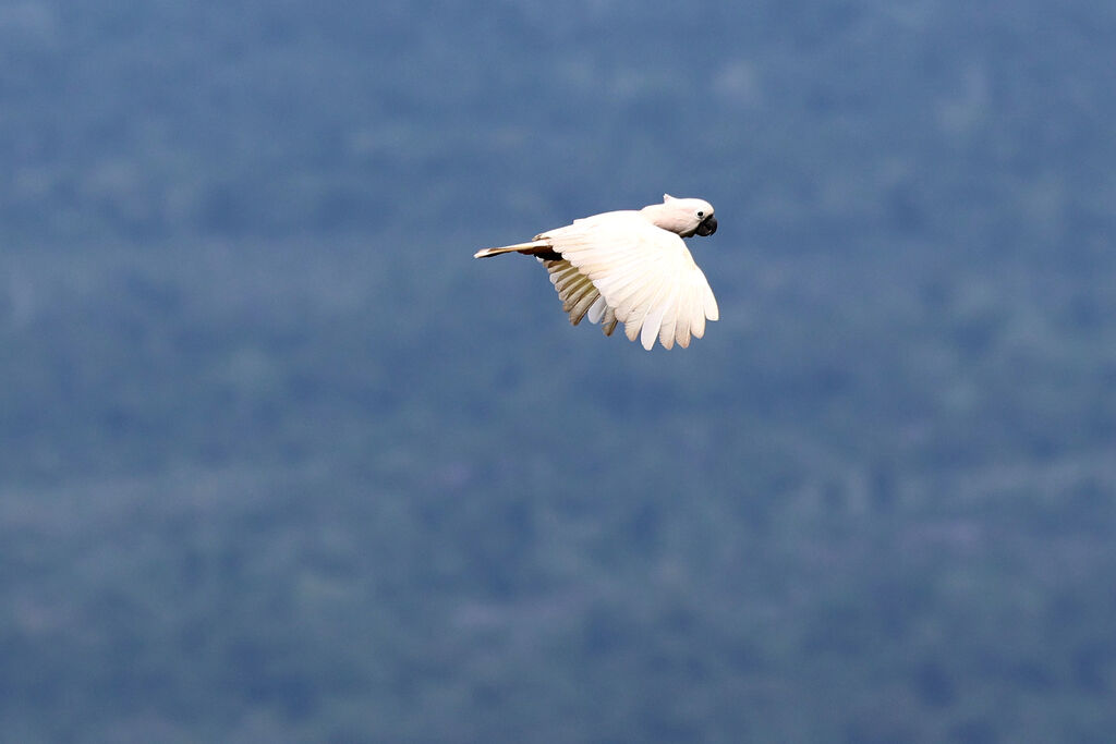 Salmon-crested Cockatoo