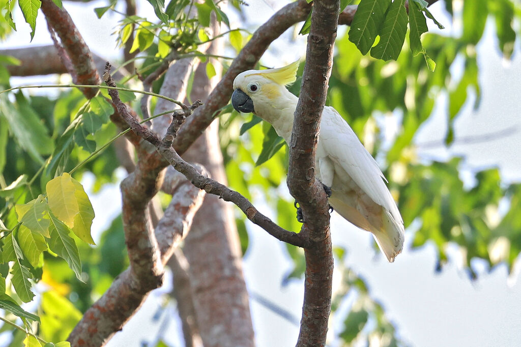 Yellow-crested Cockatooadult