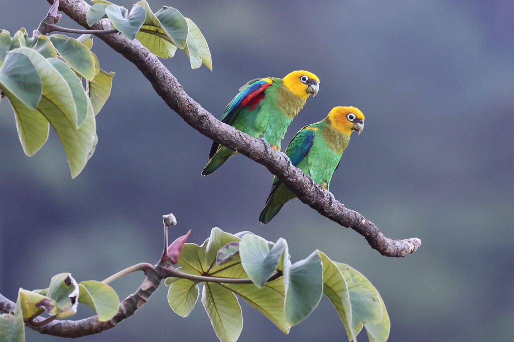 Caïque de Bonaparteadulte