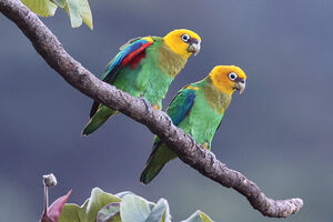 Caïque de Bonaparte