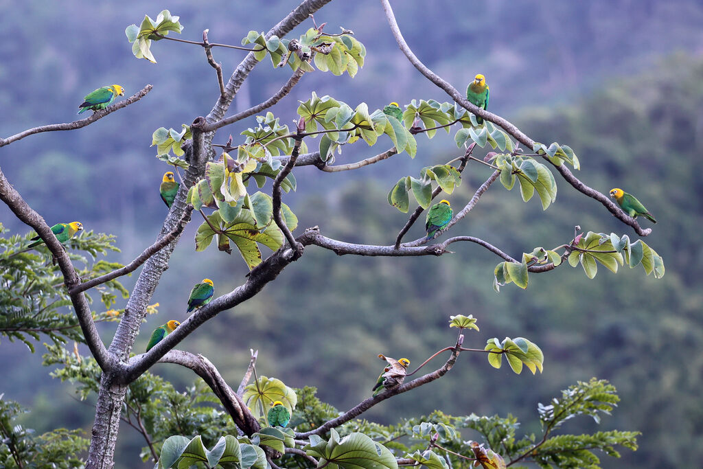Caïque de Bonaparte