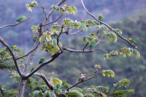 Caïque de Bonaparte