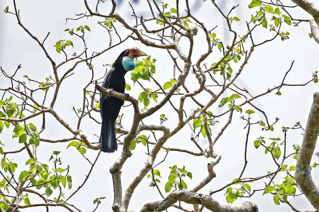 Sumba Hornbill female adult