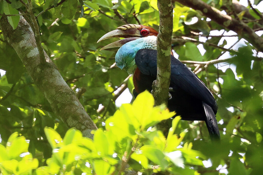 Sumba Hornbill male adult