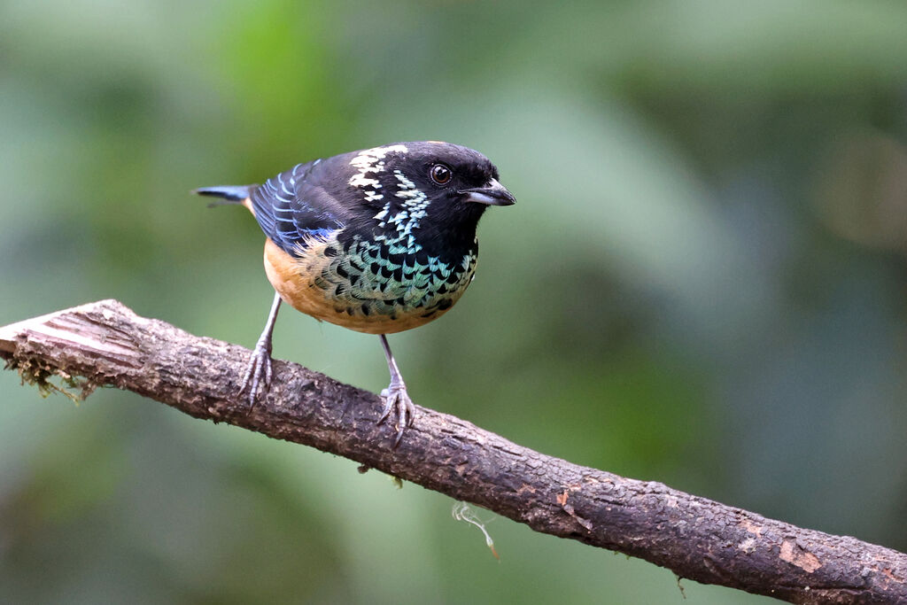 Spangle-cheeked Tanageradult