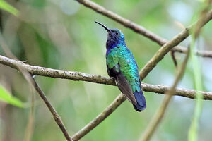 Campyloptère des Santa Marta