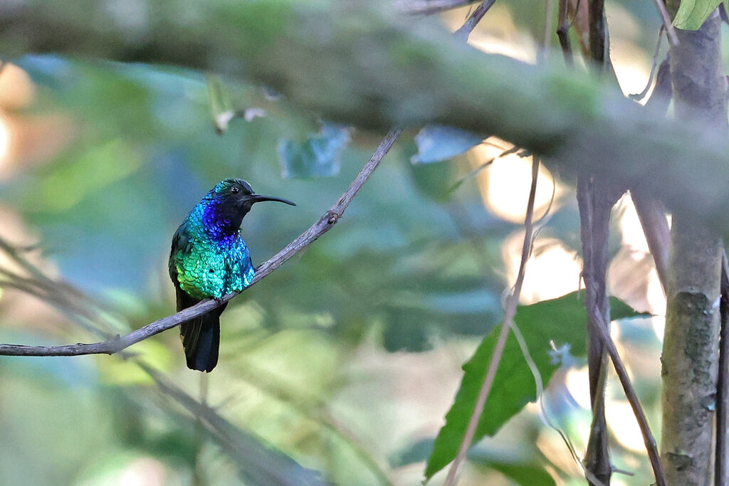 Campyloptère des Santa Marta - Campyloptère de Santa Marta mâle adulte