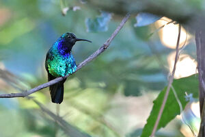 Campyloptère des Santa Marta