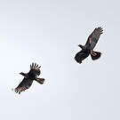 Caracara austral