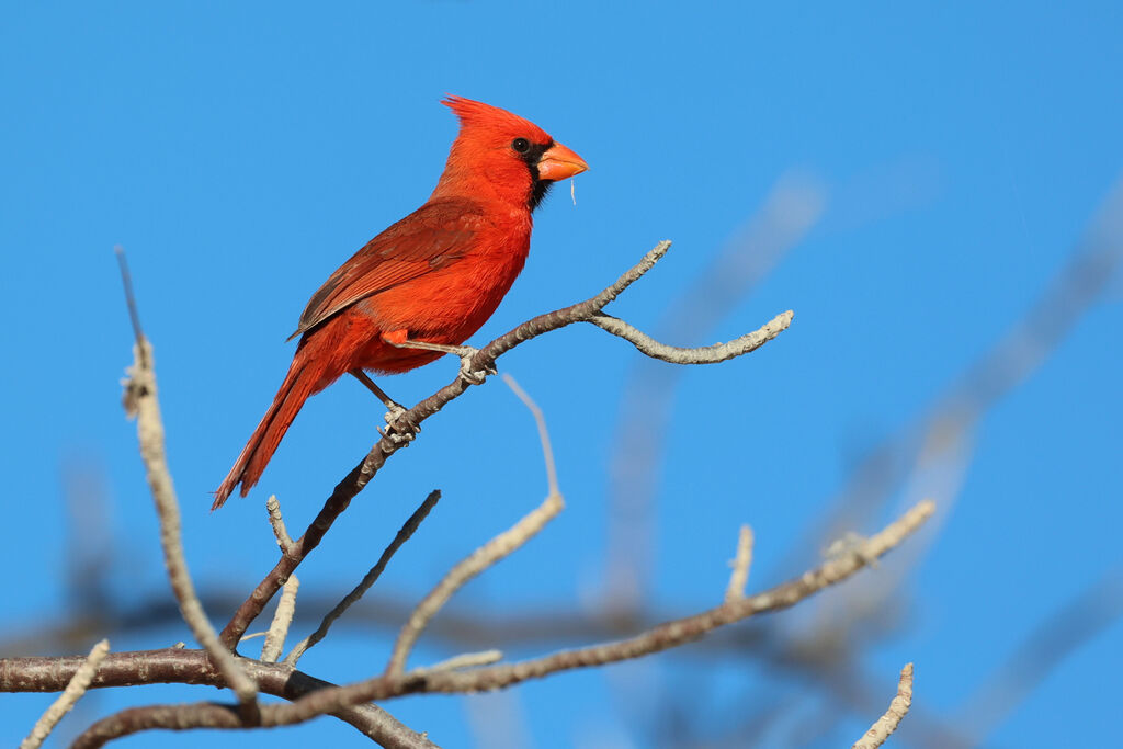 Cardinal rouge mâle adulte