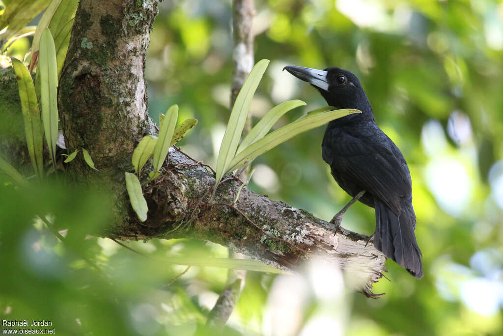 Cassican des mangrovesadulte, identification