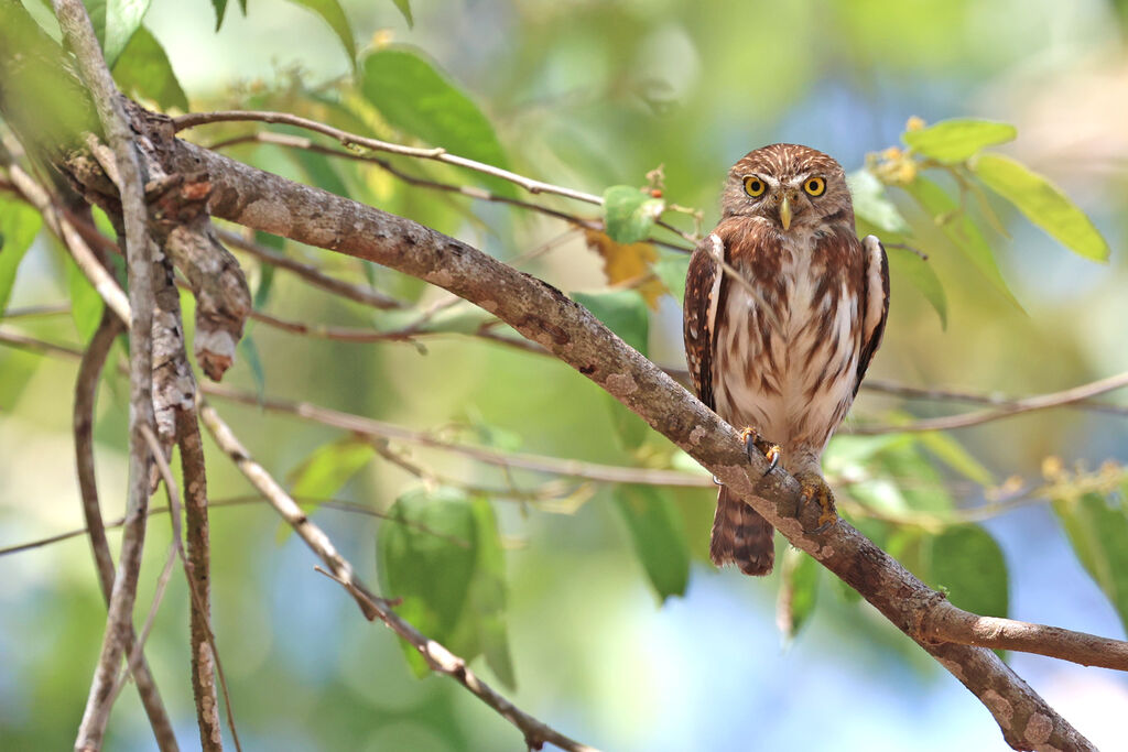 Ferruginous Pygmy Owl