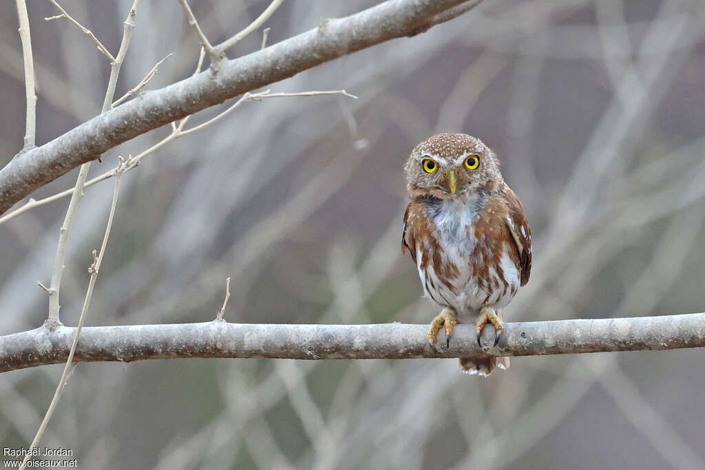 Colima Pygmy Owladult