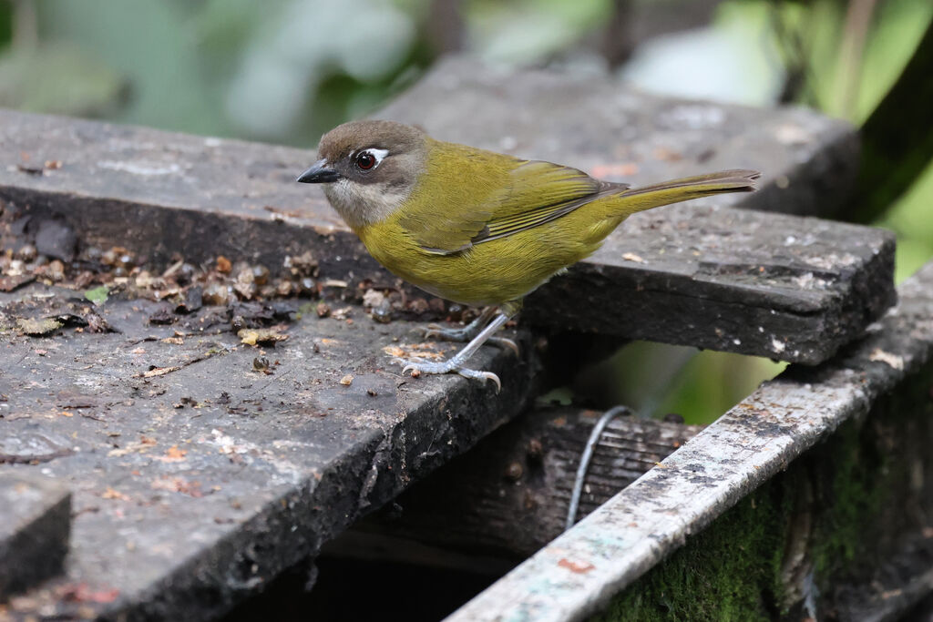 Common Chlorospingus