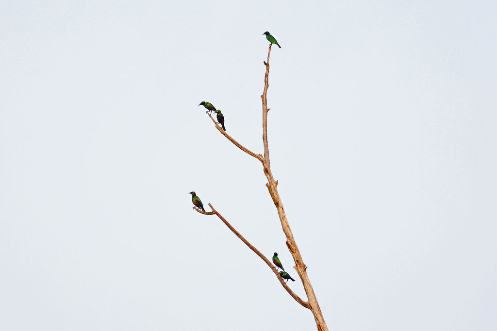 Emerald Starling