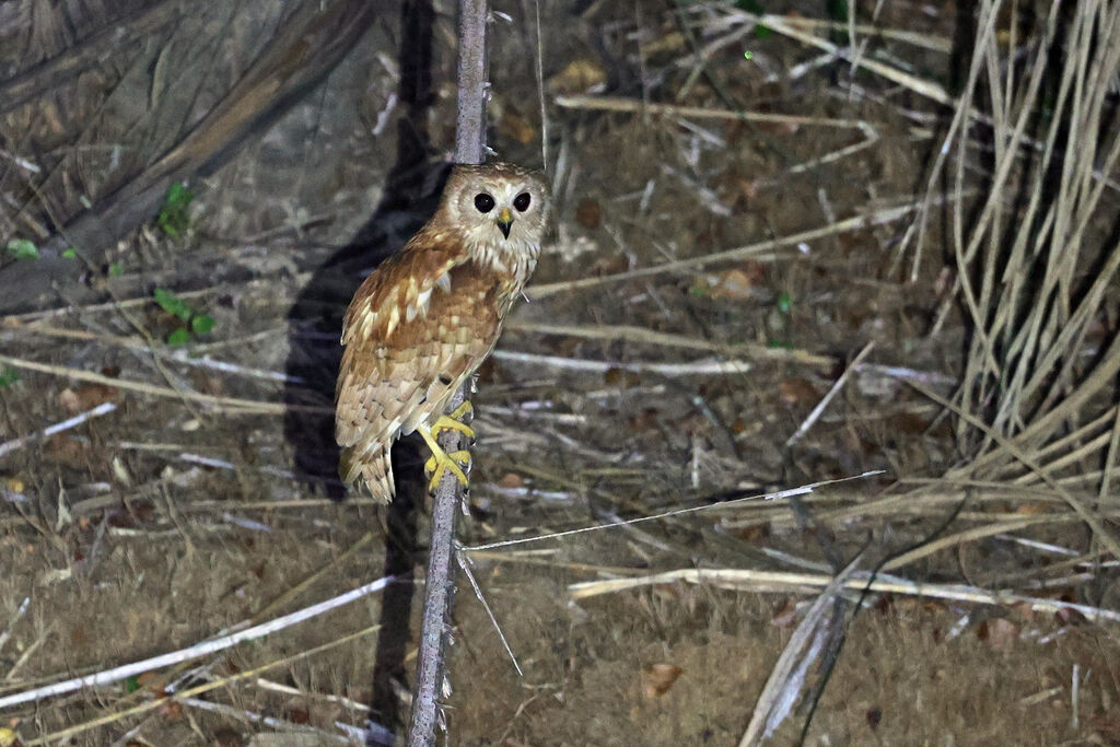 Rufous Fishing Owladult