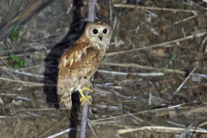 Chouette-pêcheuse rousse