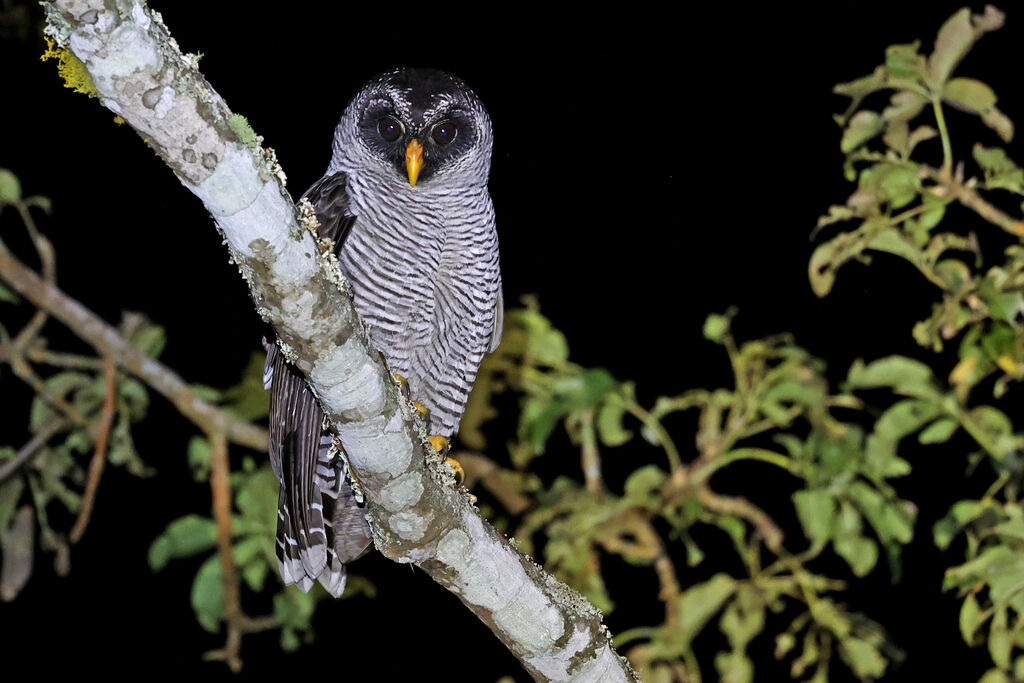 Chouette à lignes noiresadulte